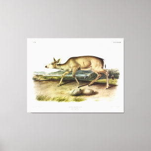 Impressão Em Tela Veado de cauda negra, Mule Deer de Audubon