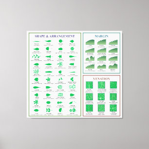 Impressão Em Tela Venação da Forma Margem do Gráfico de Morfologia F