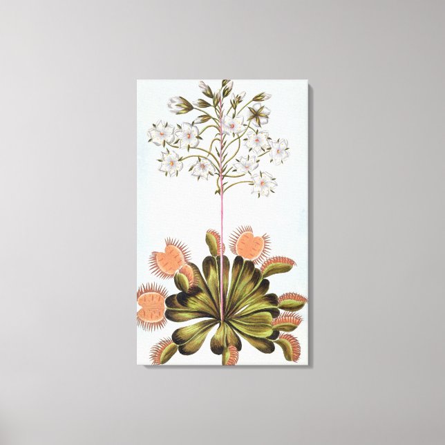 Impressão Em Tela Venus Fly-trap, prato 84, da Coleção Precieu (Frente)