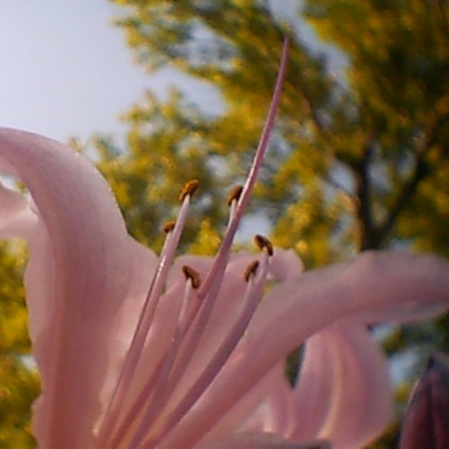 Impressão Em Tela Verão (Criador carregado)