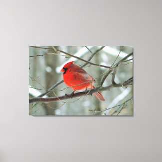 Impressão Em Tela Vermelho Cardinal (Male) Tela Esticada de Inverno