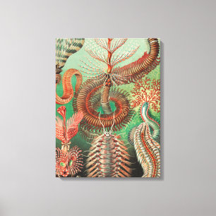 Impressão Em Tela Vermes, Annelids Chaetopoda, por Ernst Haeckel
