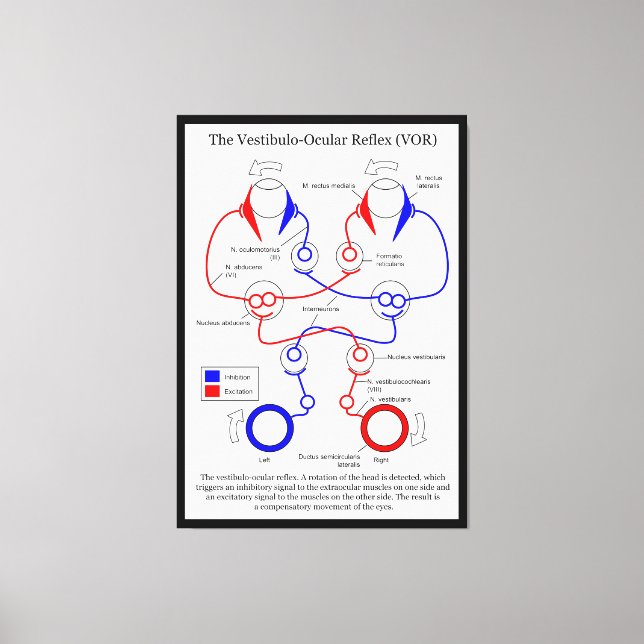 Impressão Em Tela Vestibulo Ocular Reflex VOR Olho Movimento Estabil (Frente)