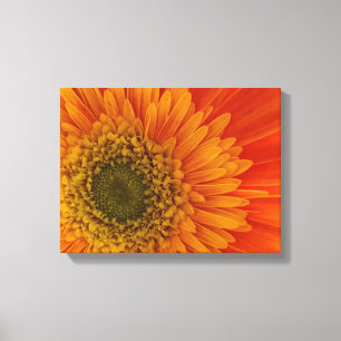 Impressão Em Tela Vibrant Orange Gerbera Daisy StreteredCanvas Impre