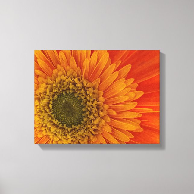 Impressão Em Tela Vibrant Orange Gerbera Daisy StreteredCanvas Impre (Frente)