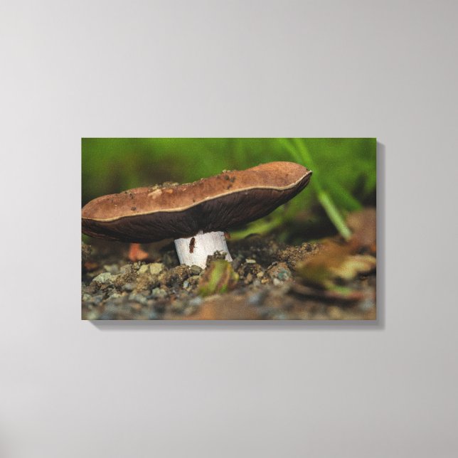 Impressão Em Tela vida insetos (Frente)