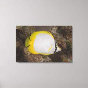 Impressão Em Tela Vida subaquática, PEIXE: Spotfin colorido