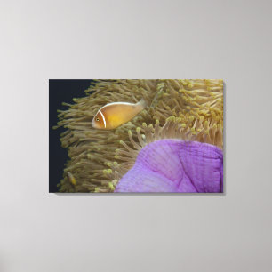 Impressão Em Tela Vida subaquática; PEIXES: Clownfish (rosa