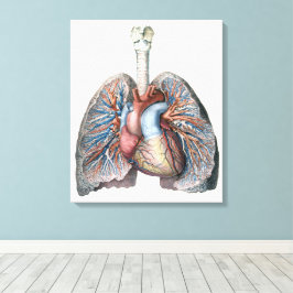 Impressão Em Tela Vintage Anatomia Humana Pulga Sangue de Órgãos Car