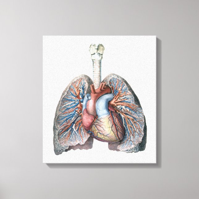 Impressão Em Tela Vintage Anatomia Humana Pulga Sangue de Órgãos Car (Frente)