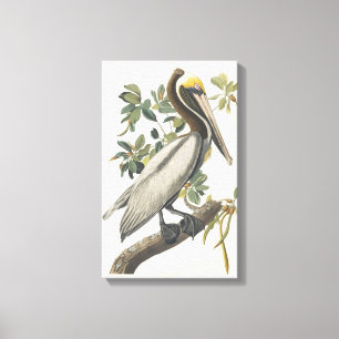 Impressão Em Tela Vintage Audubon Brown Pelican Art
