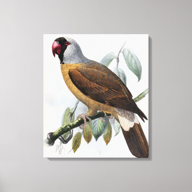 Impressão Em Tela Vintage John Keulemans Mascarene Parrot (Frente)