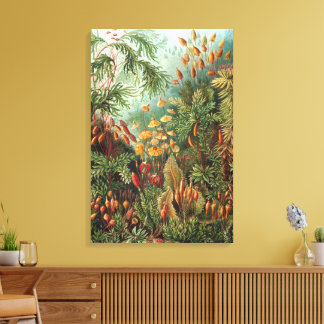 Impressão Em Tela Vintage Muscinae, Moss Vegetais de Ernst Haeckel