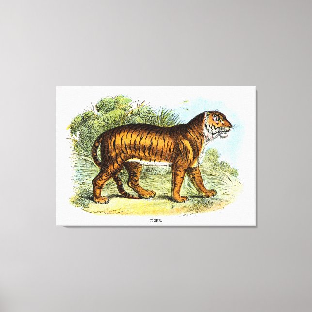 Impressão Em Tela Vintage Tiger Animal Illustration (Frente)