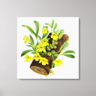 Impressão Em Tela Vintage Yellow Orchid Flower
