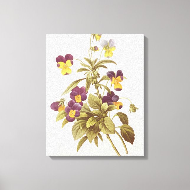 Impressão Em Tela Viola Tricolor (Frente)