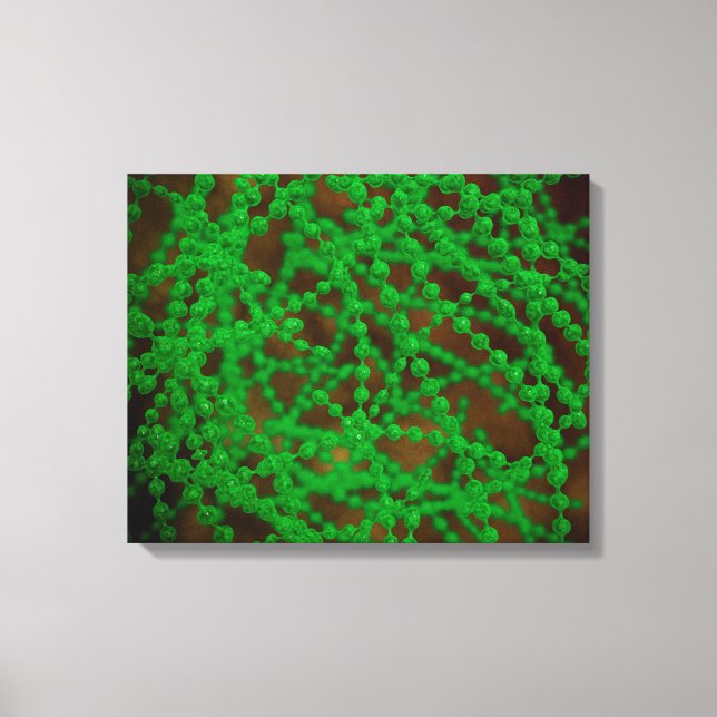 Impressão Em Tela Visão Microscópica Da Bactéria Cocci (Frente)