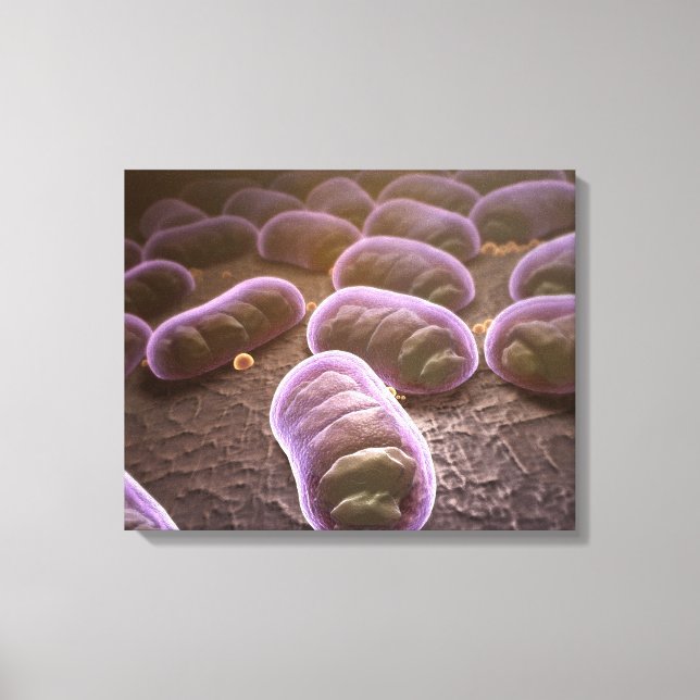 Impressão Em Tela Visão microscópica das bactérias (Frente)