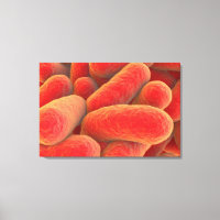 Visão Microscópica Das Bactérias 4