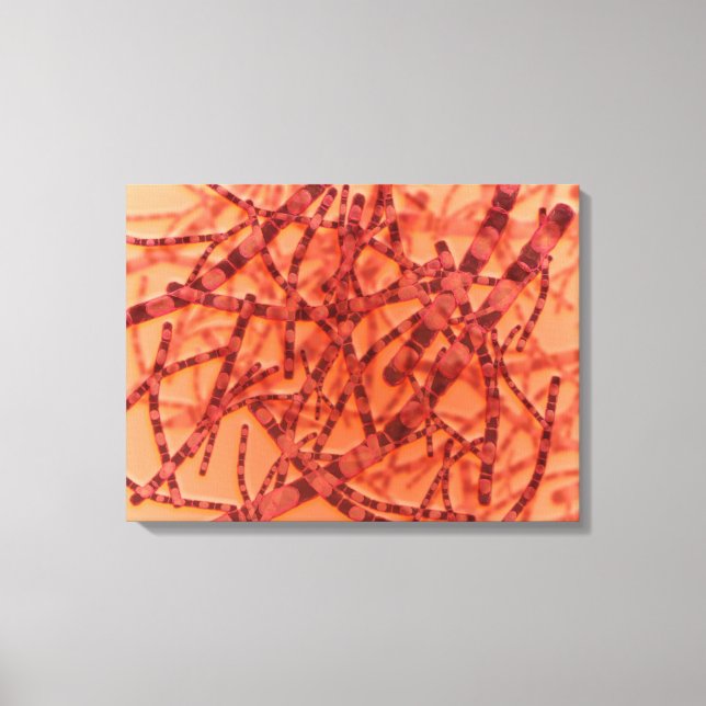 Impressão Em Tela Visão Microscópica Do Antraz 3 (Frente)