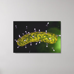 Impressão Em Tela Visão Microscópica Do Atacamento De Bacteriófagos