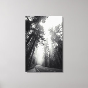 Impressão Em Tela Vista Das Árvores De Sequoia Na Floresta