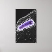 Vista microscópica de uma célula helicobacter pylo