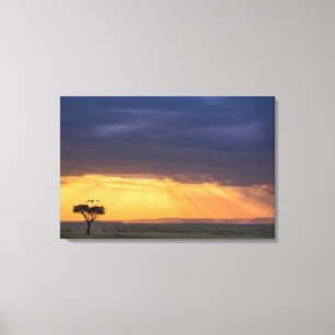 Impressão Em Tela Vista panorâmica de abutre e árvore de acácia