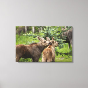 Impressão Em Tela Vitelos De Moose Vinculados