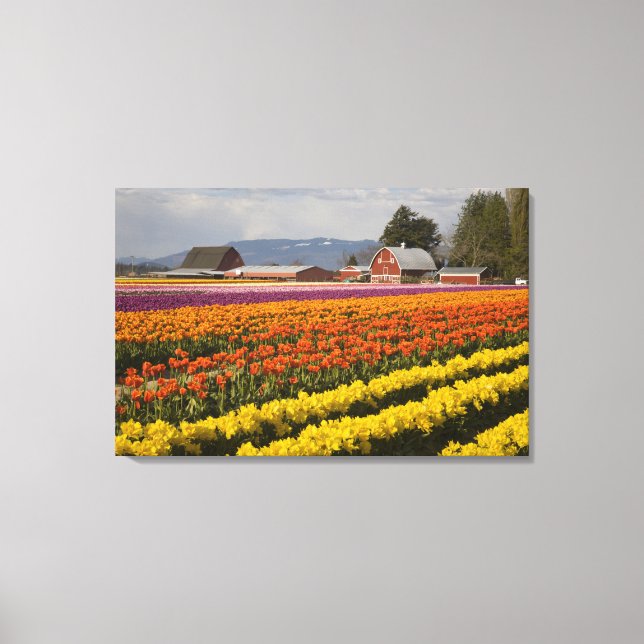 Impressão Em Tela WA, Skagit Valley, campos Tulip em flor, em (Frente)