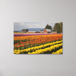 Impressão Em Tela WA, Vale de Skagit, Campos de tulipas em flor, em
