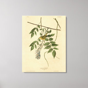 Impressão Em Tela Warbler amarelo de olhos azuis, Aves de Audubon da
