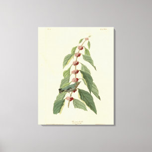 Impressão Em Tela Warbler Azul-Verde das Aves da América de Audubon