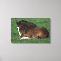 Warmblood Foding