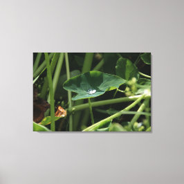 Impressão Em Tela Waterdrop on Leaf Botanical Wall Art, Nature Photo