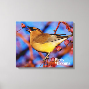 Impressão Em Tela Waxwing de cedro