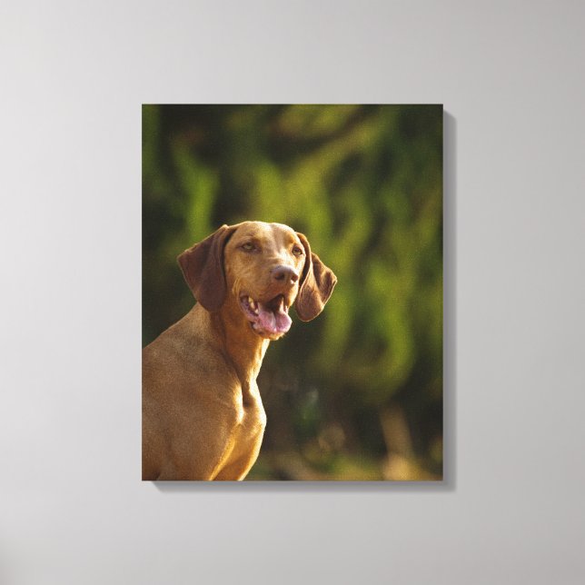 Impressão Em Tela Weimaraner 3 (Frente)