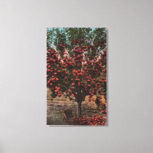 Impressão Em Tela Wenatchee, árvore de Apple do vale de WAA