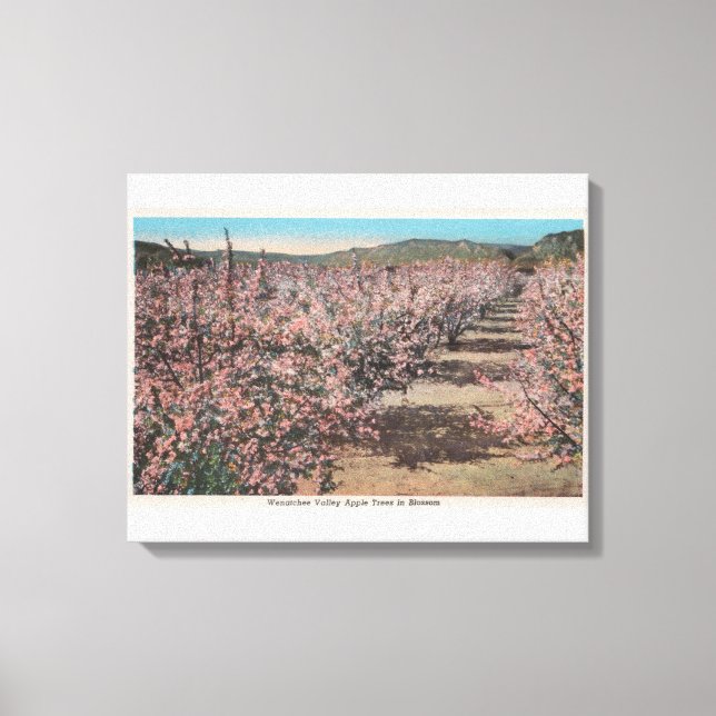 Impressão Em Tela Wenatchee, WAView of Apple Trees in Blossom (Frente)