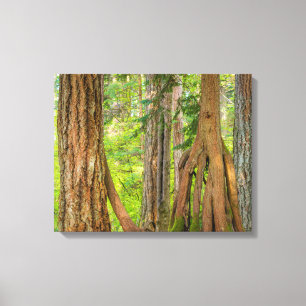 Impressão Em Tela Western Red Cedar Tree Washington State