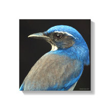 Western Scrub Jay