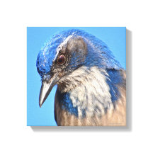 Western Scrub Jay