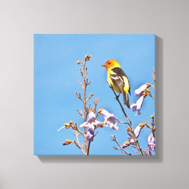 Impressão Em Tela Western Tanager (Frente)