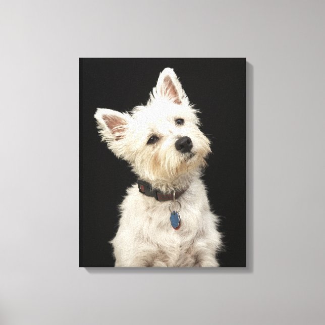 Impressão Em Tela Westie | West Highland Terrier (Frente)