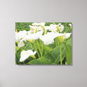Impressão Em Tela White Calla Lily