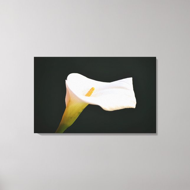 Impressão Em Tela White Calla Lily Flower Dramática Arte Fotográfica (Frente)