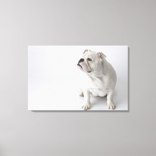 Impressão Em Tela White English Buldogue (Frente)