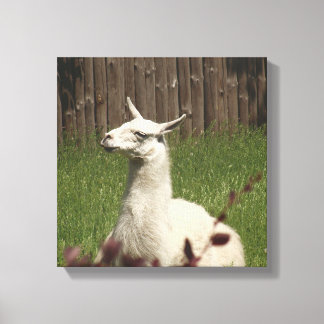 Impressão Em Tela White Llama