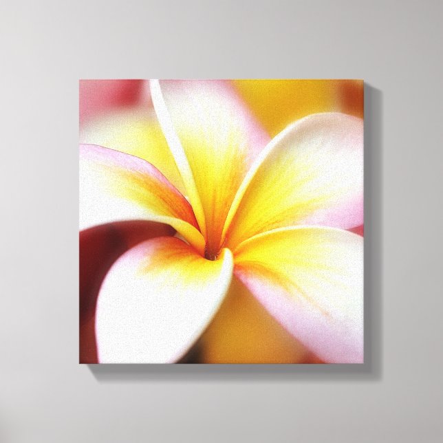 Impressão Em Tela White Plumeria Frangipani Hawaii Flor Havaiano (Frente)