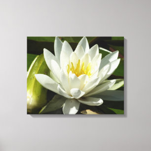 Impressão Em Tela White Waterlily e Bud Floral